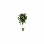 Mansanisi Ecaliptus Pendula - Verde Green