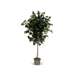 Mansanisi Faggio Beech - Verde Green