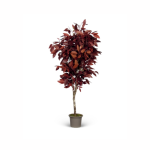 Mansanisi Eucaliptus Robusta - Rosso Red